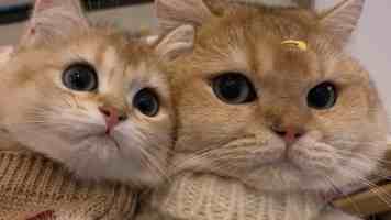 千鹤开发日记｜独立开发者的成长实录与避坑